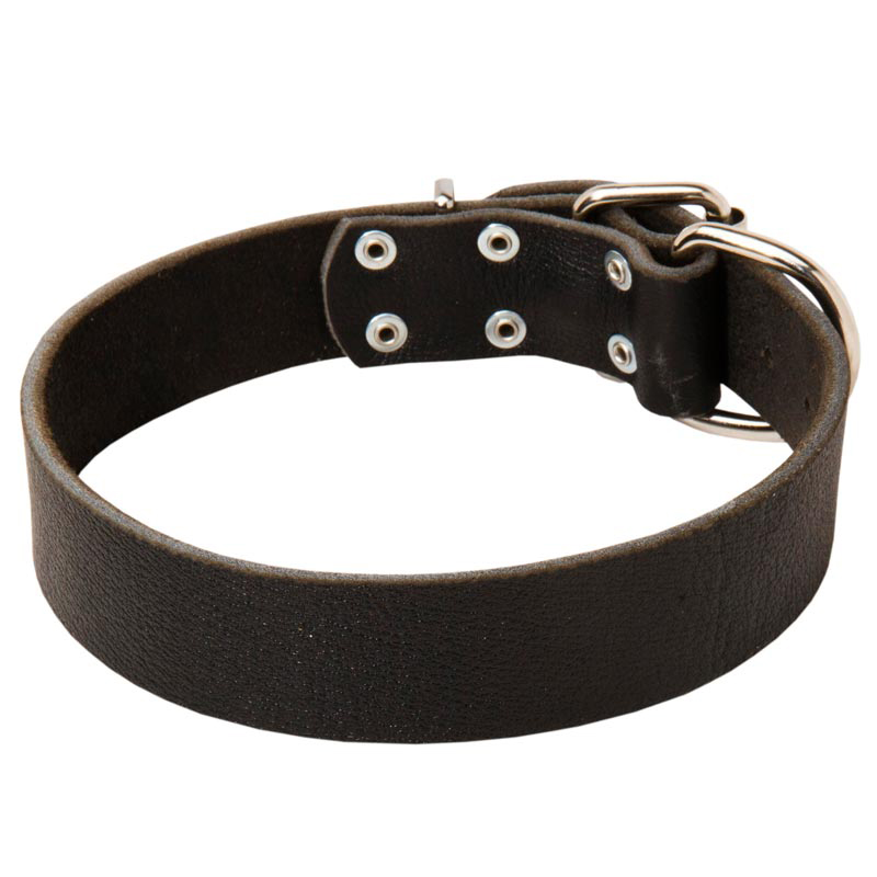 Wide Leather Dog Collar for Training and Walking - Dog collar info