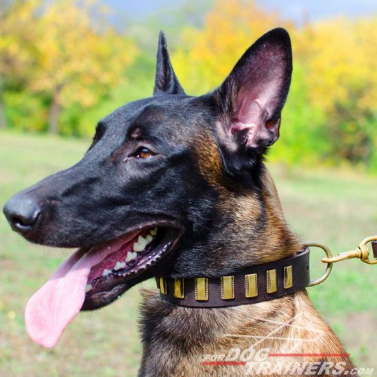 Leather Dog Collar with Awesome Brass Plates
