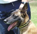 Leather Dog Collar with Brass Plates 25 mm