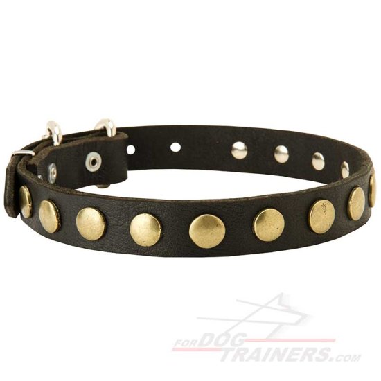 Leather Dog Collar with Brass Circles for Fashionable Walking