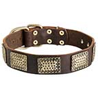 Leather Dog Collar with Massive Brass Plates