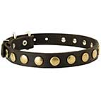 Leather Dog Collar with Brass Circles for Fashionable Walking