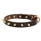 Walking Designer Leather Dog Collar with Brass Spikes