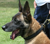 Gorgeous 2 Ply Leather Choke Dog Collar