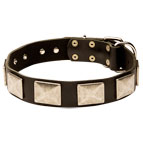 Leather Dog Collar with Large Nickel Plates