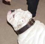 Padded Leather Dog Collar 25 mm for Training