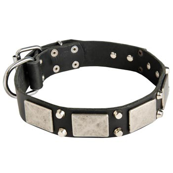 Studded Leather Dog Collar