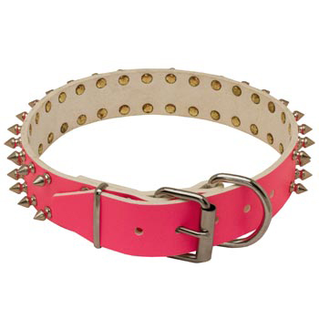 Designer Collar for Female Dog