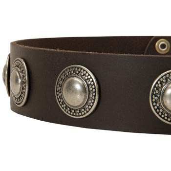 Leather Dog Collar with Conchos for 
Dog