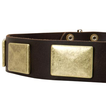 Leather Dog Collar with Massive Brass Plates 