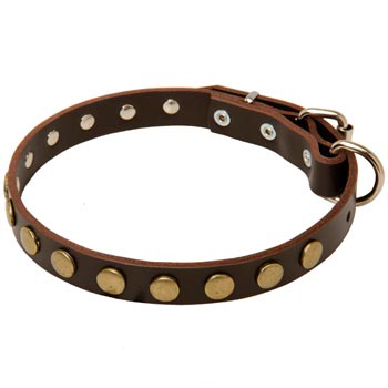 Leather Studded Dog Collar for BREEd-NAME Walking