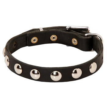 Leather Dog Collar Studded for Puppies