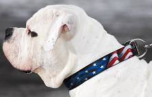 Dog Leather Collar With Handcrafted American Flag Painting