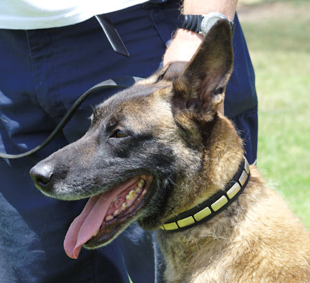 Leather Dog Collar with Brass Plates 25 mm
