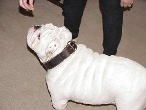 Padded Leather Dog Collar 25 mm for Training