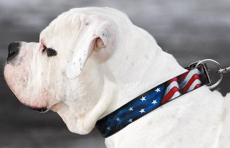 Dog Leather Collar With Handcrafted American Flag Painting