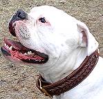 Incredible Design Dog Braided Leather Collar